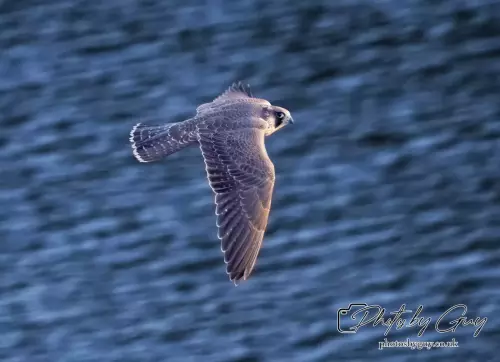1 Aug 2024, West Cumbria, Peregrine Falcon