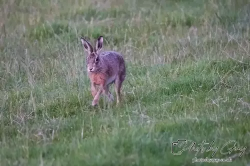 1 Aug 2024, West Cumbria, Hare
