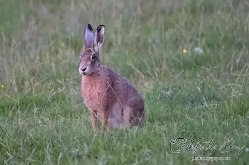 1 Aug 2024, West Cumbria, Hare