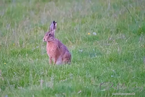 1 Aug 2024, West Cumbria, Hare