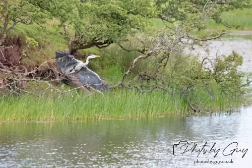 3 August 2024 : Parkside, Cumbria , Grey Heron
