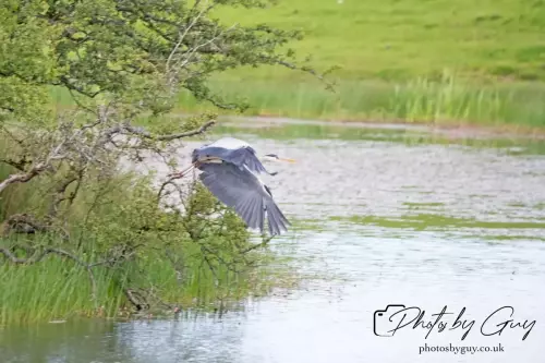 3 August 2024 : Parkside, Cumbria , Grey Heron