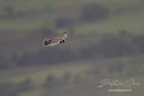 3 August 2024 : West Cumbria, Peregrin Falcon