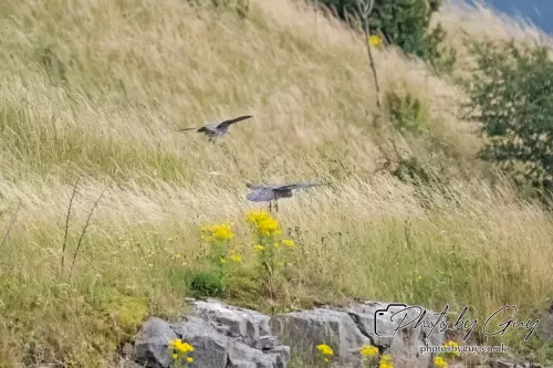 3 August 2024 : West Cumbria, Peregrin Falcon with Juv