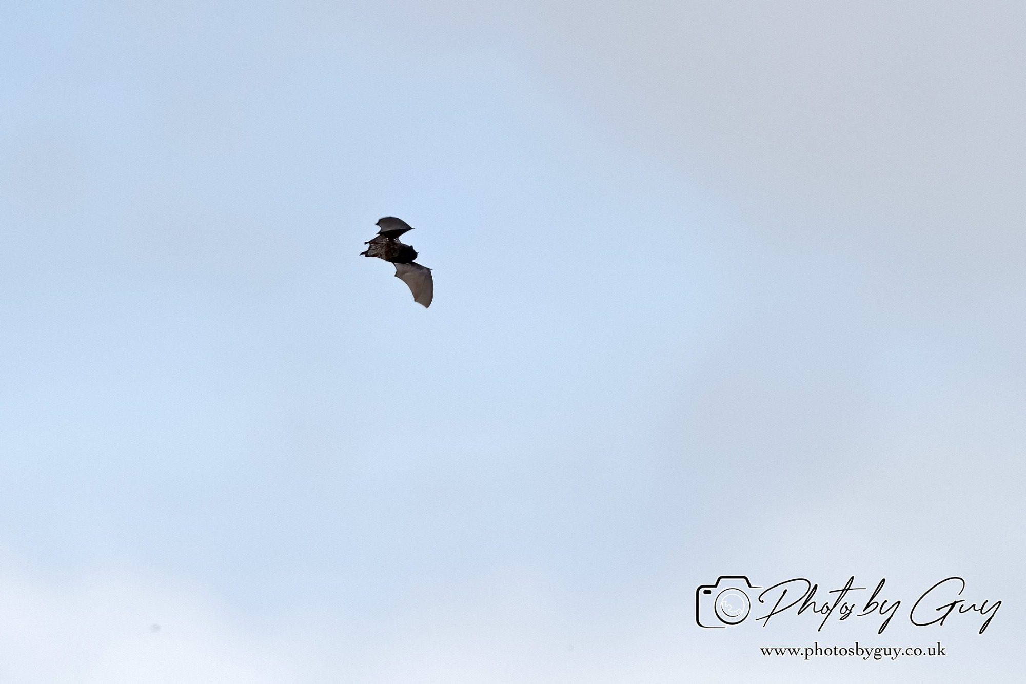 Horseshoe Bat, Parkside, cumbria