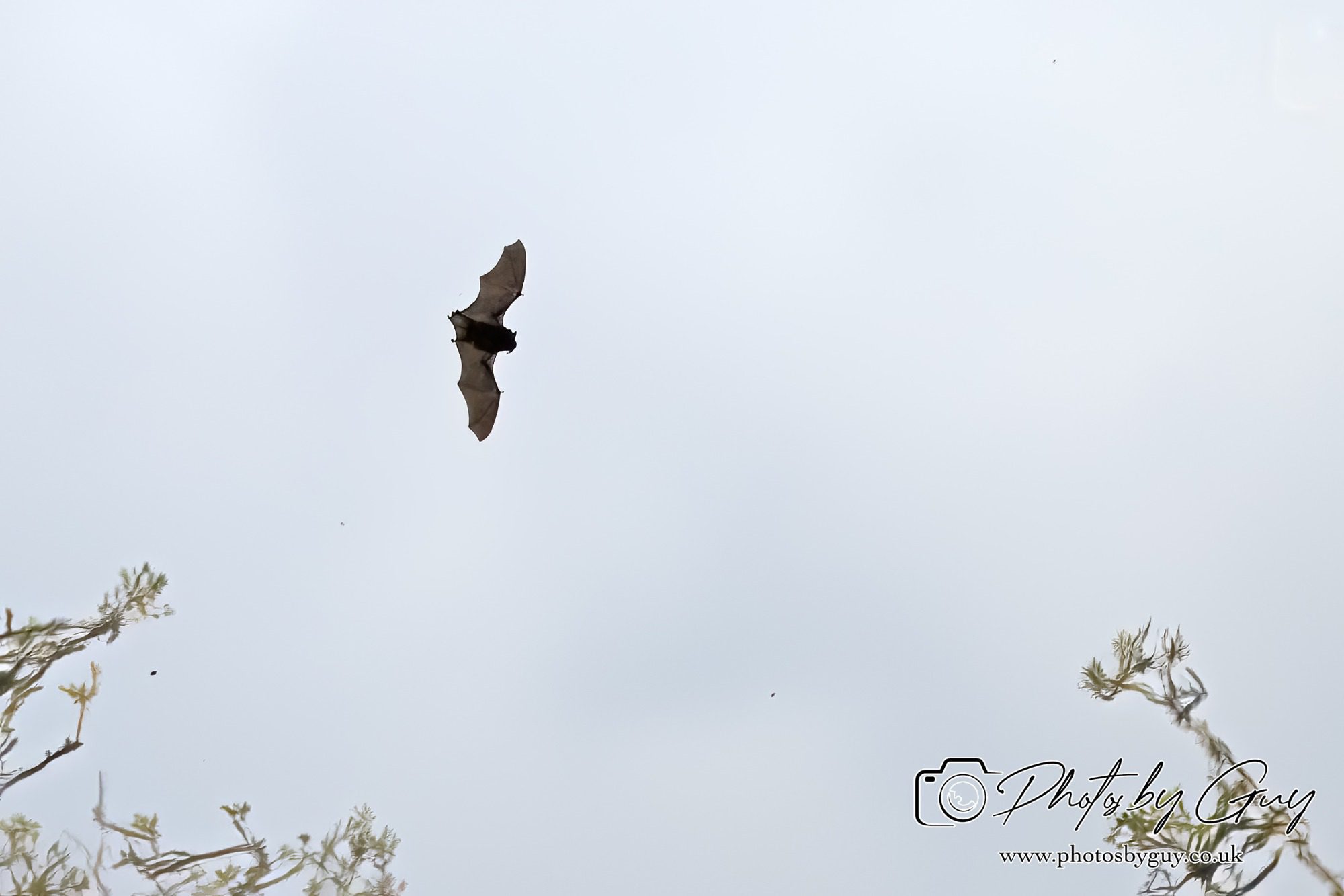 Horseshoe Bat, Parkside, cumbria
