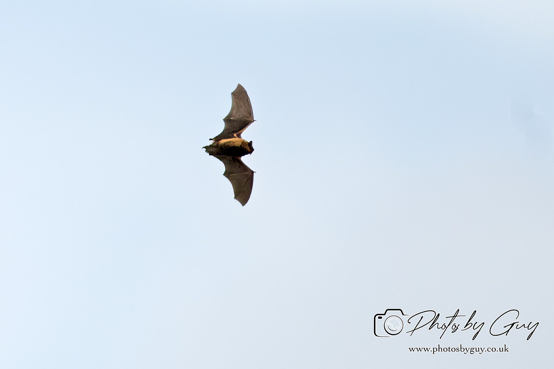 Horseshoe Bat, Parkside, cumbria