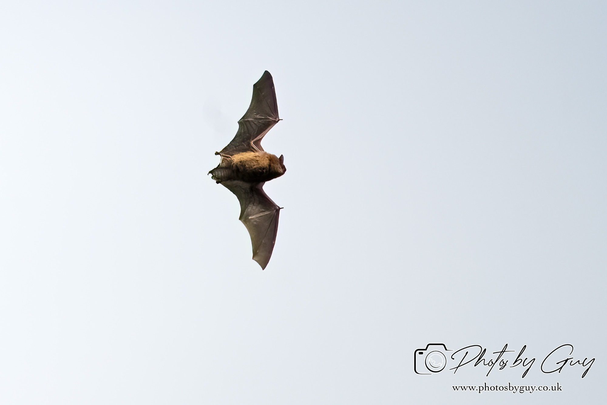 Horseshoe Bat, Parkside, cumbria