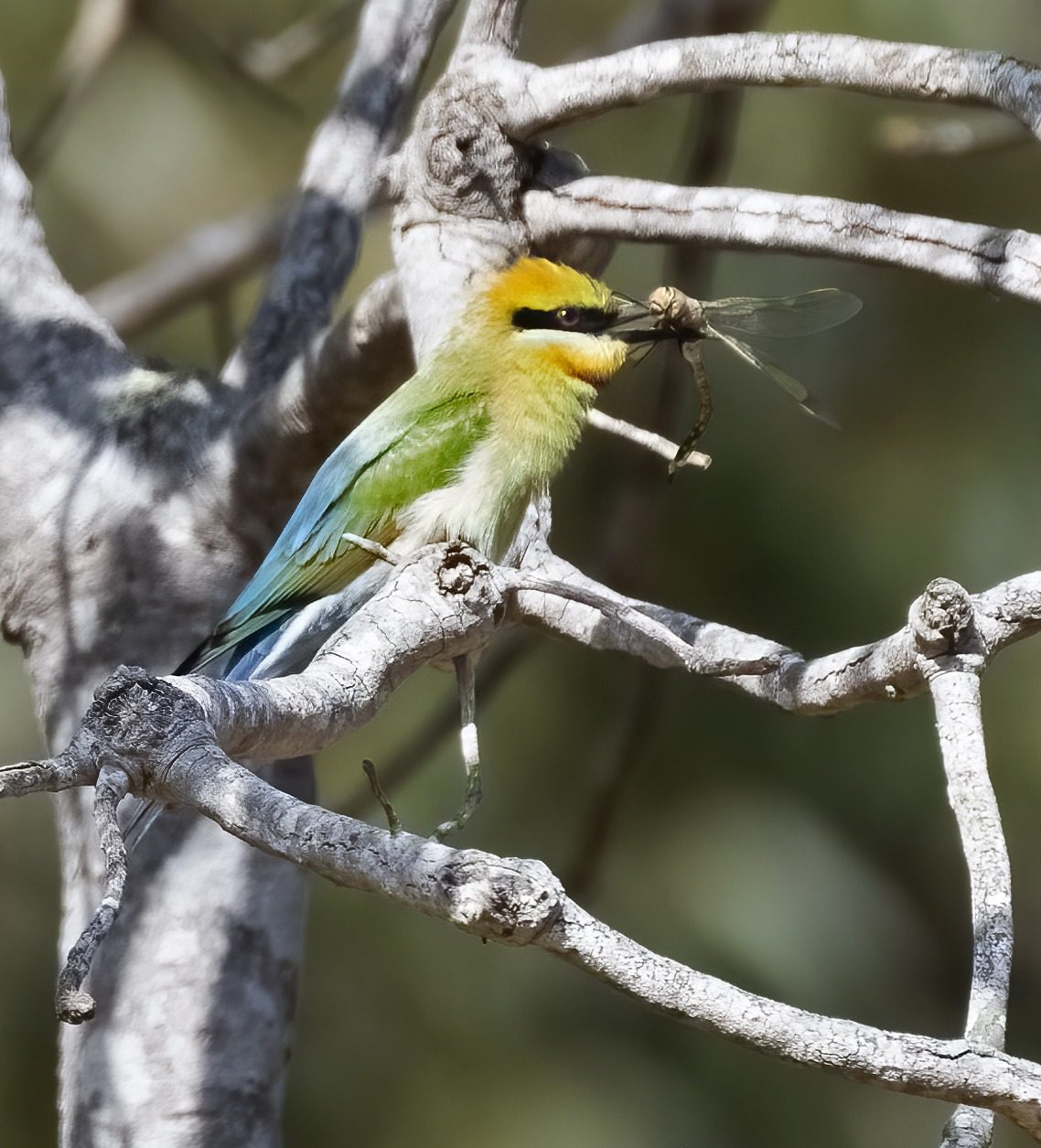November 2022 , Perth Australia - Bee Eater