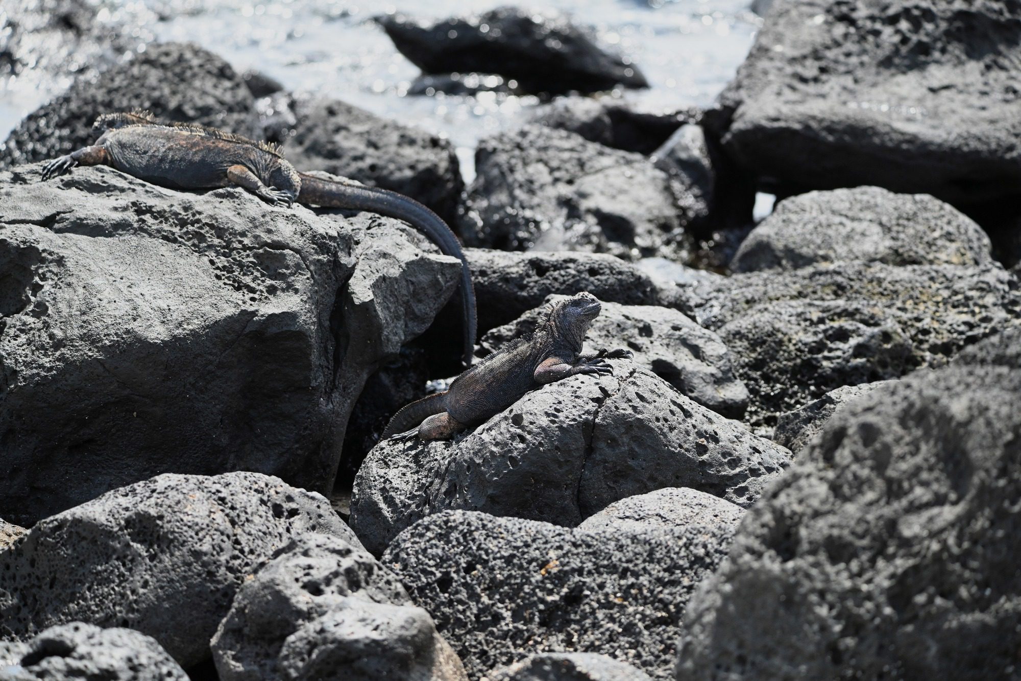 Nov 23, Galapagos Islands :Marine Iguana