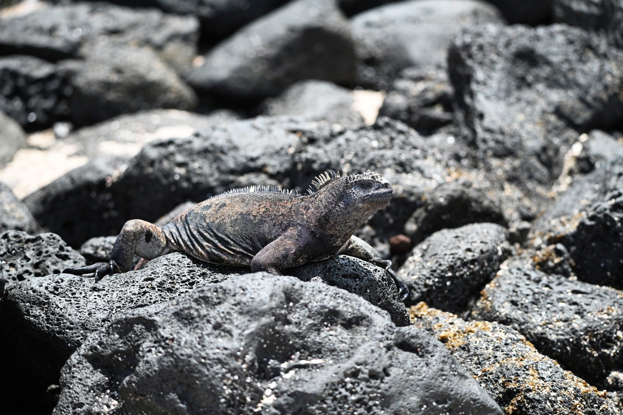 Nov 23, Galapagos Islands :Marine Iguana