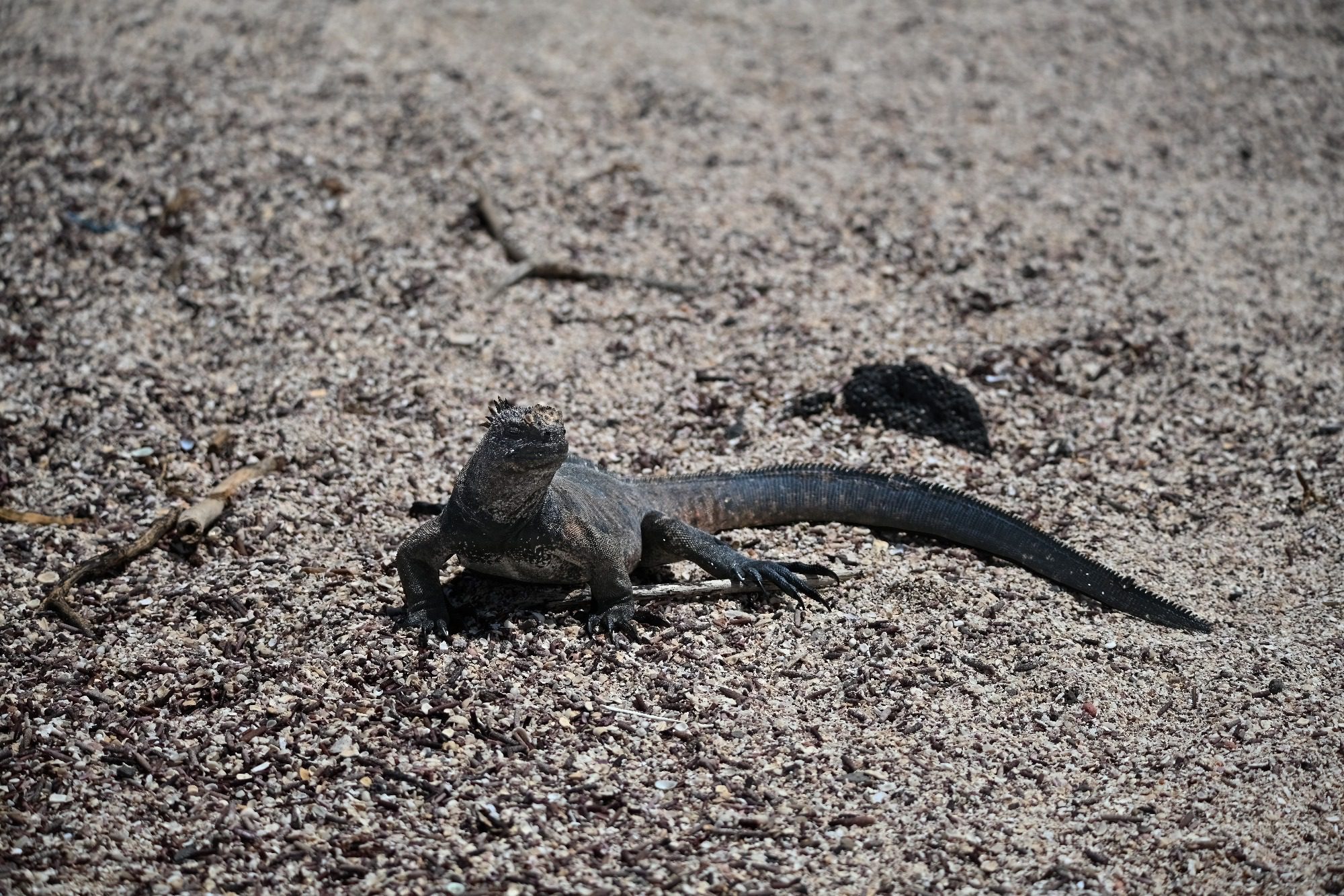 Nov 23, Galapagos Islands :Marine Iguana