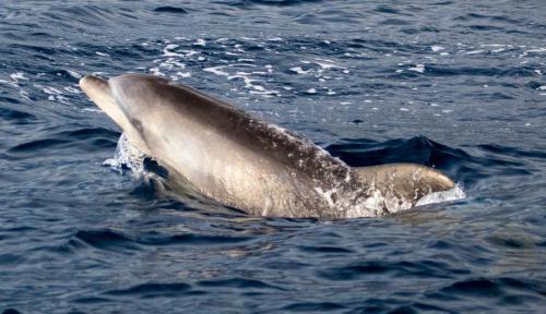 Bottle Nose Dolphin
