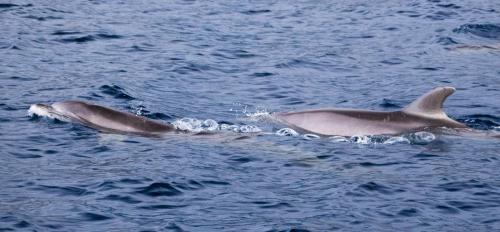 Bottle Nose Dolphins