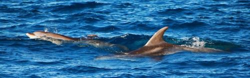 Bottle Nose Dolphins