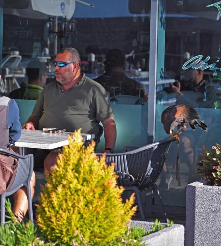 Harris Hawk with handler