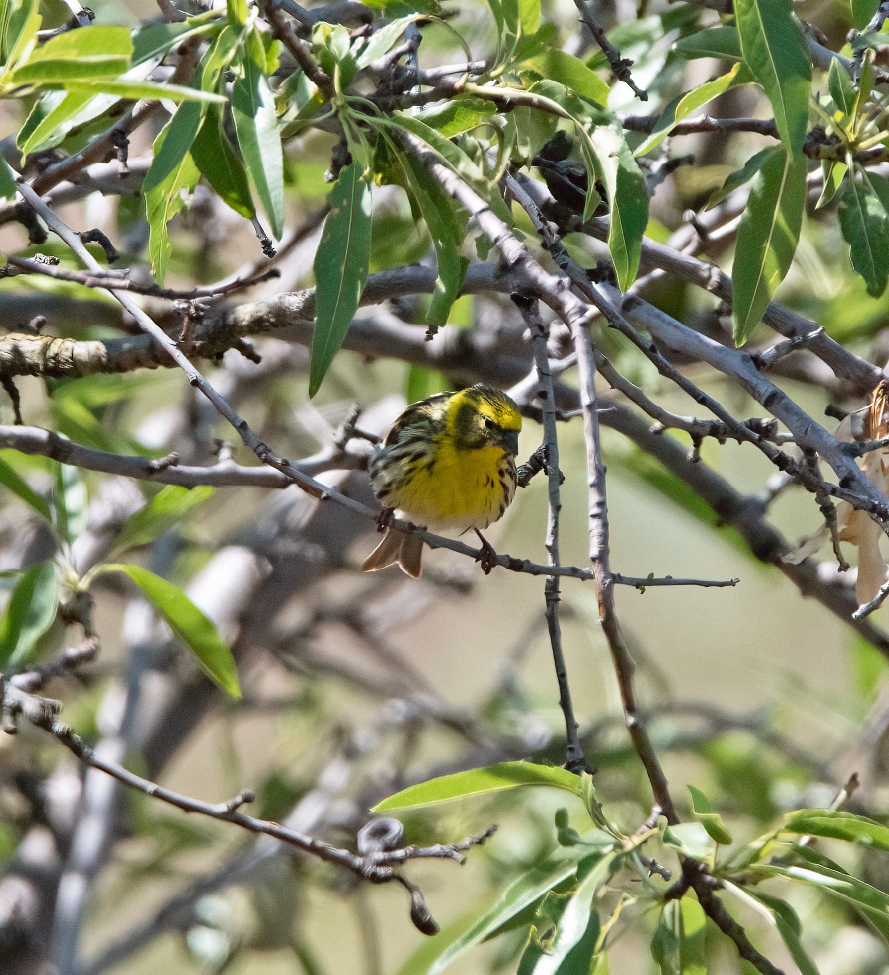 Spotted Flycatcher Spain 2023