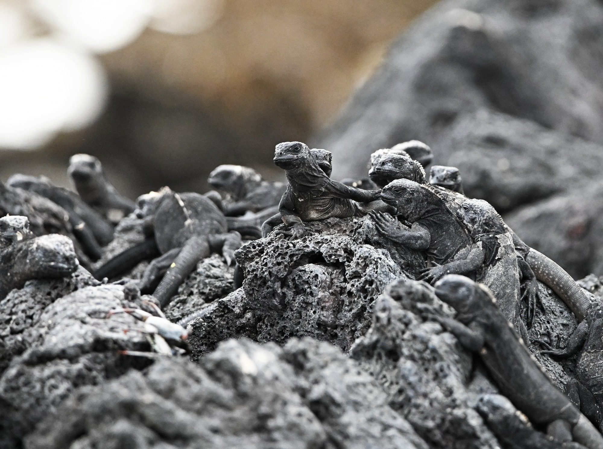 Nov 23, Galapagos Islands :Marine Iguana