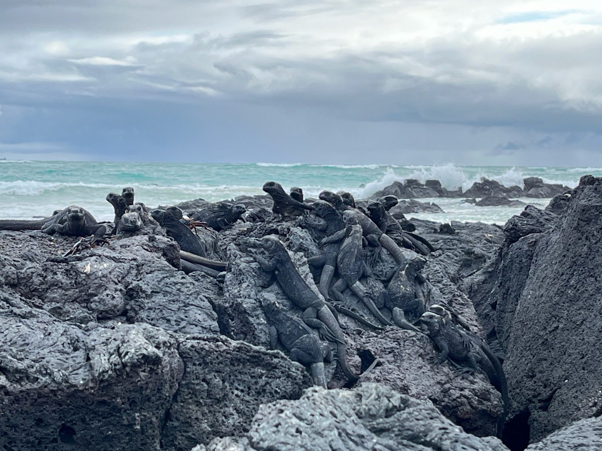 Nov 23, Galapagos Islands :Marine Iguana