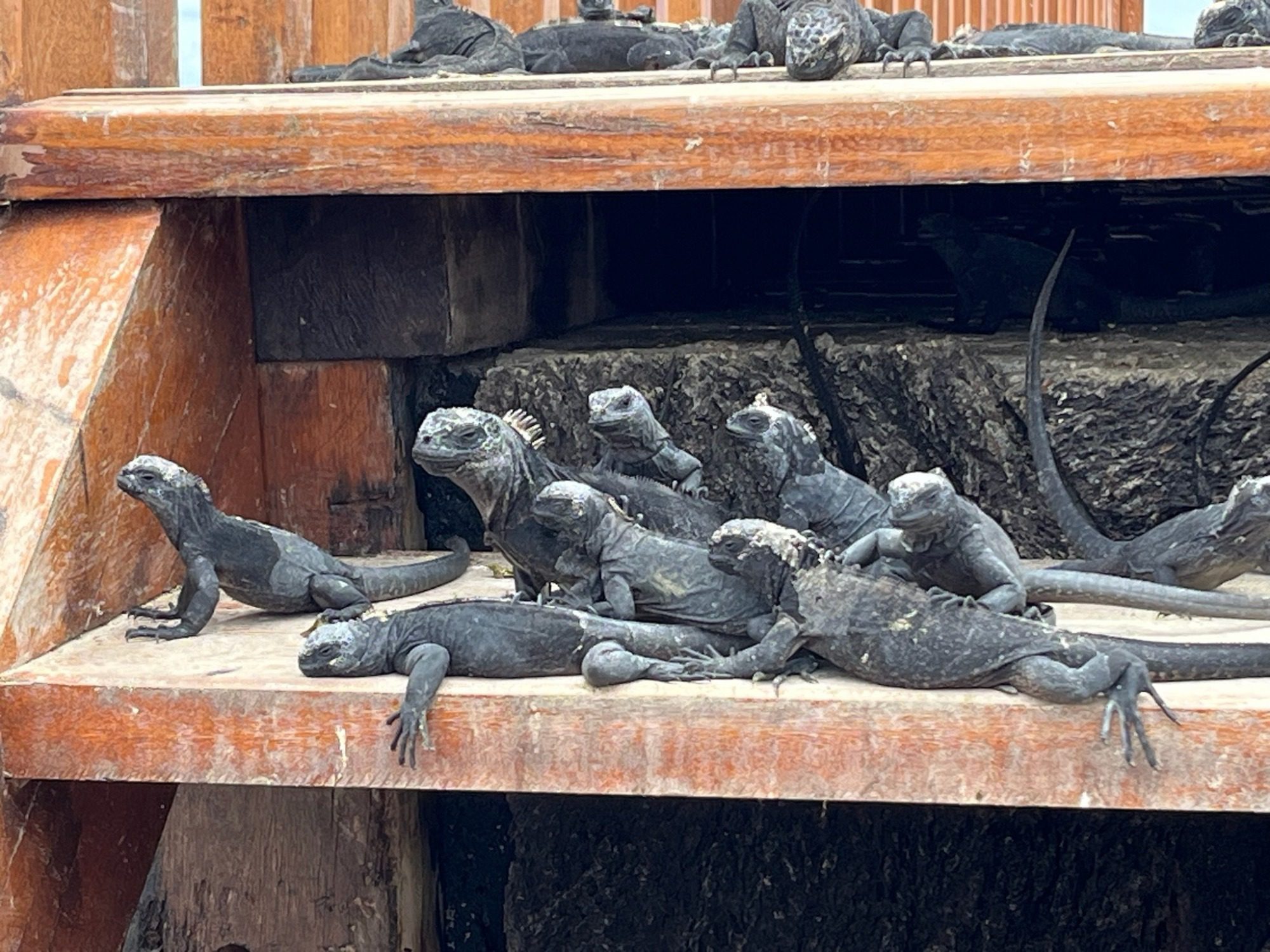 Nov 23, Galapagos Islands :Marine Iguana