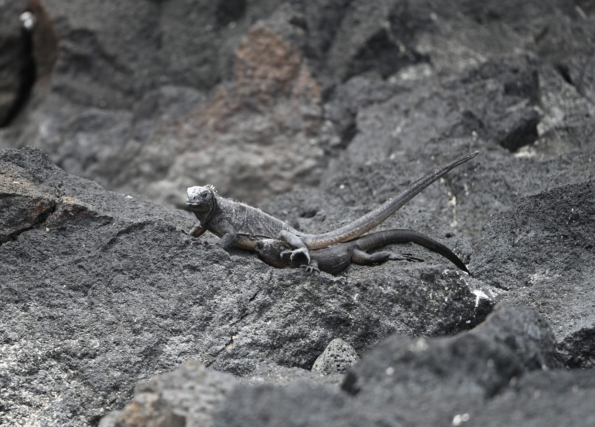 Nov 23, Galapagos Islands :Marine Iguana