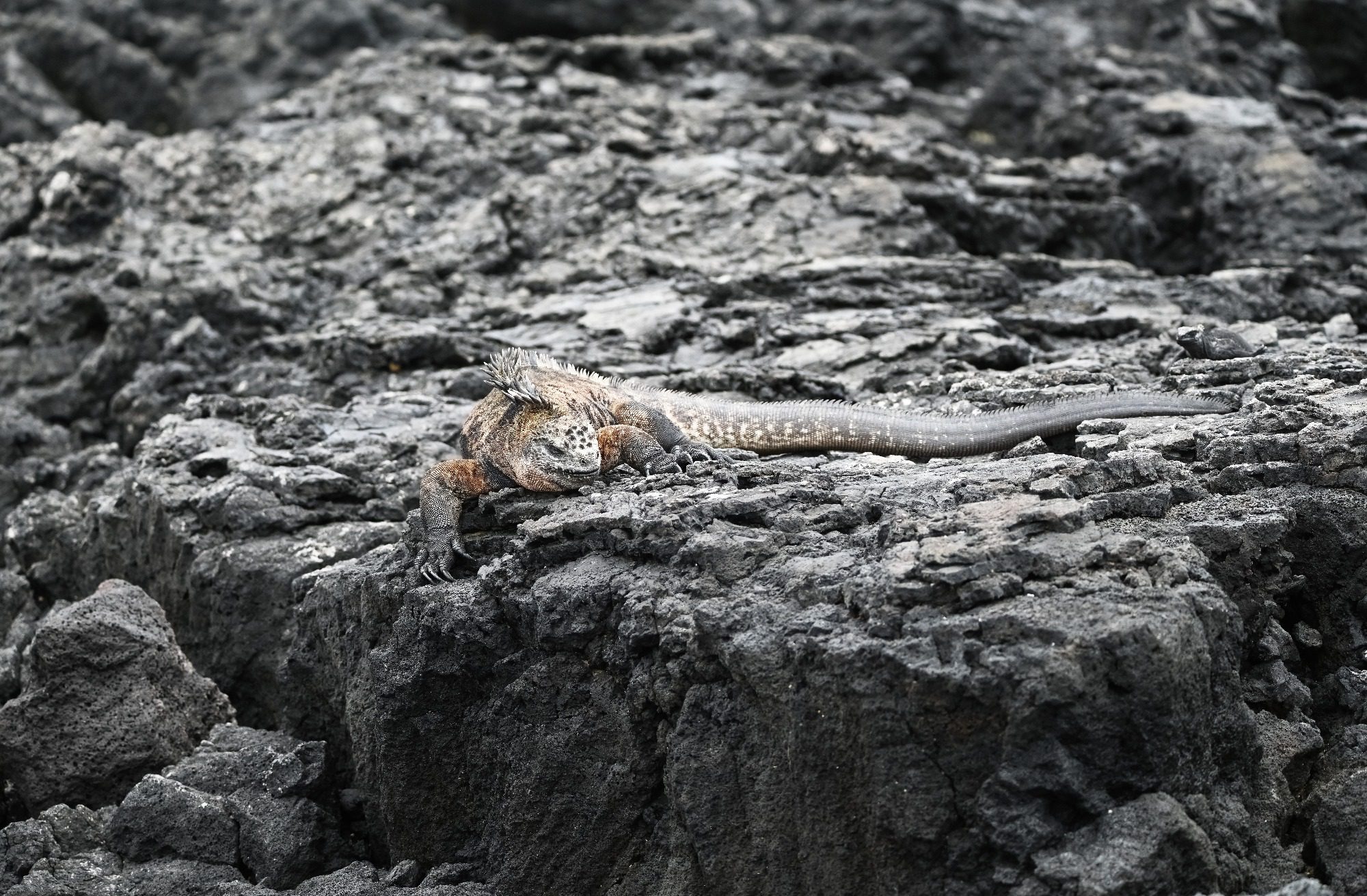 Nov 23, Galapagos Islands :Marine Iguana