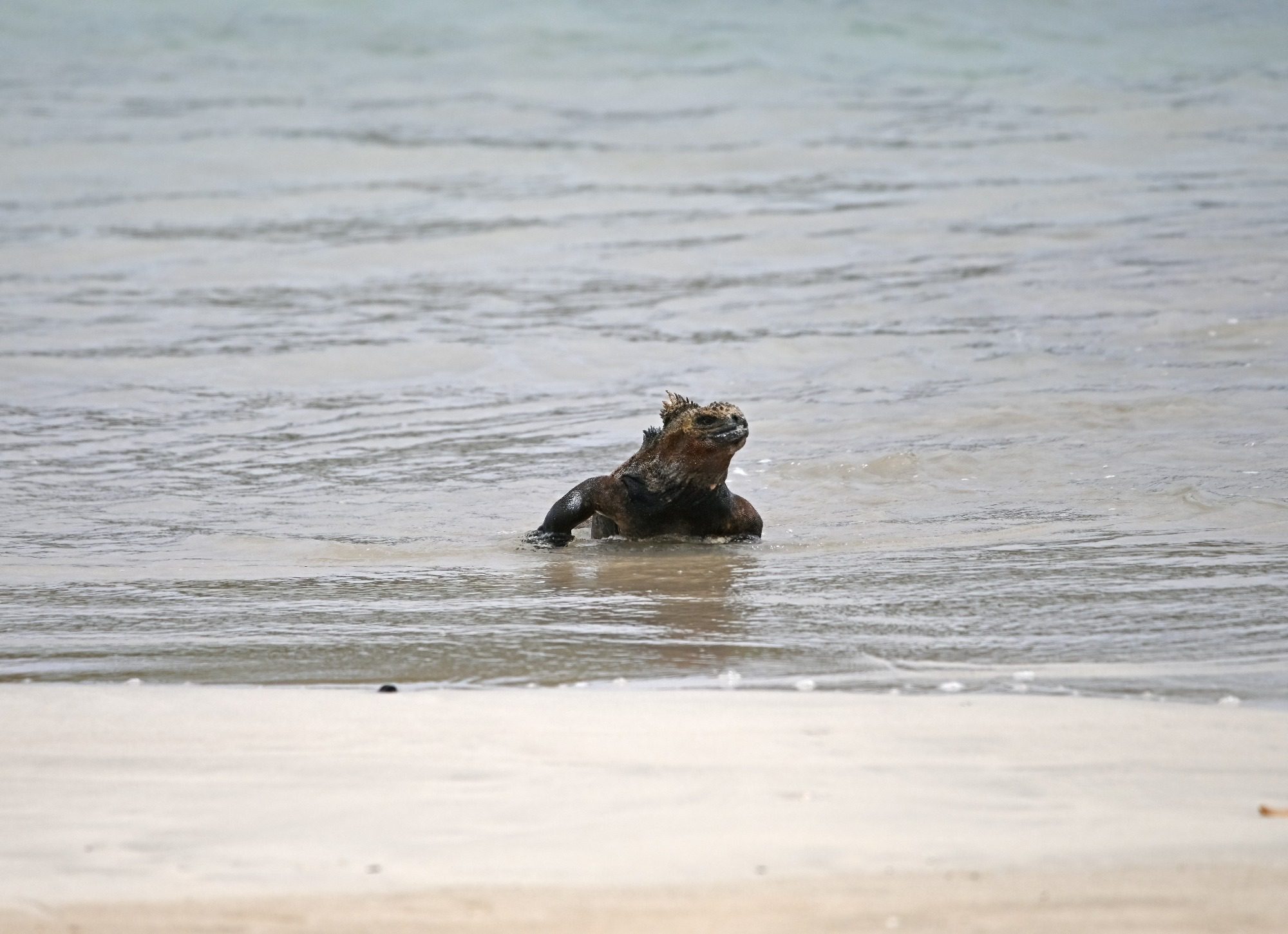 Nov 23, Galapagos Islands :Marine Iguana