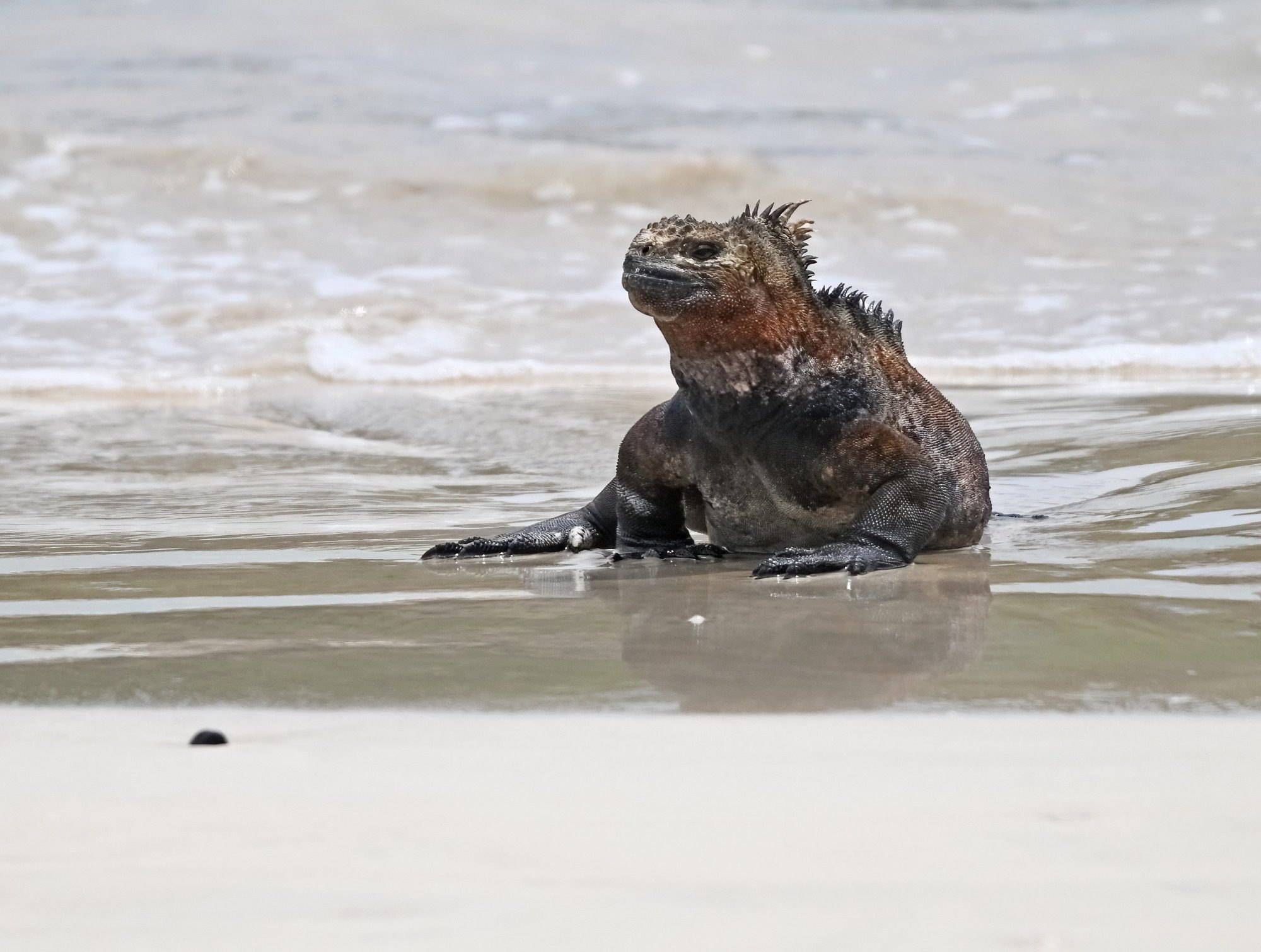 Nov 23, Galapagos Islands :Marine Iguana