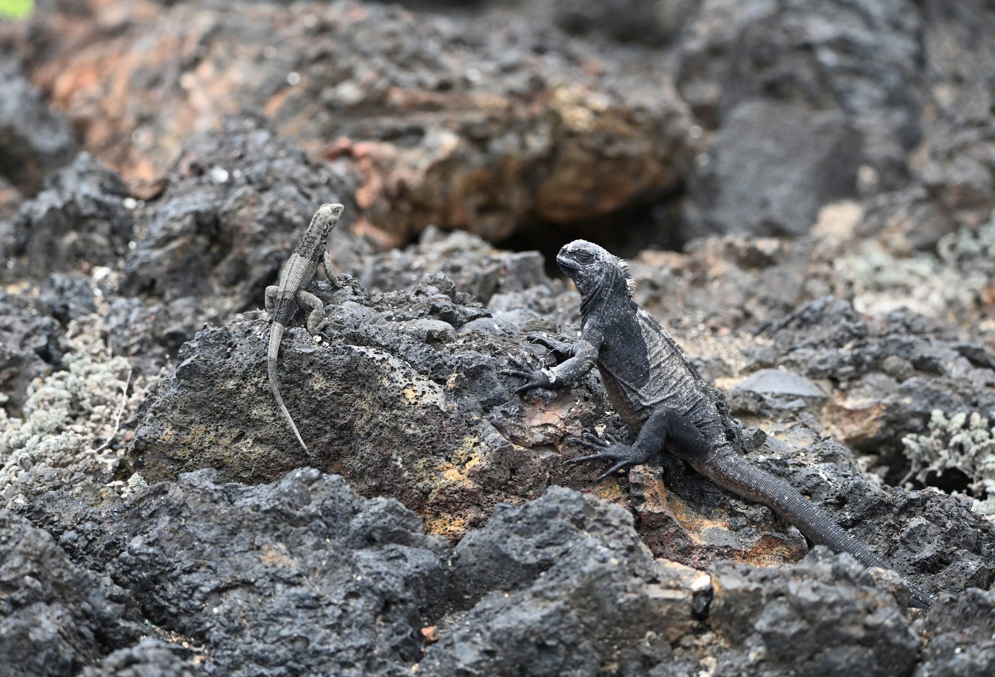 Nov 23, Galapagos Islands :Marine Iguana