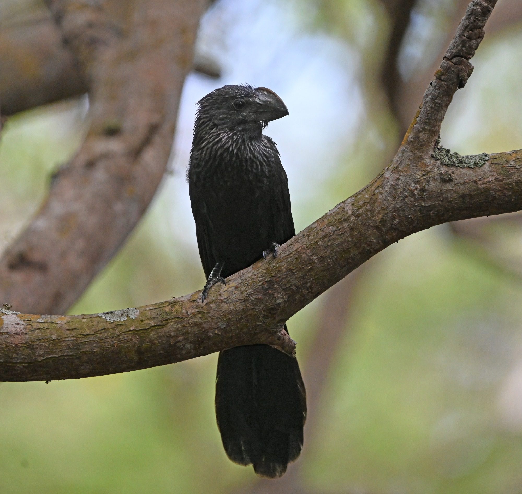 November 2023 /; The Galápagos Islands,- Smooth Billed Ani