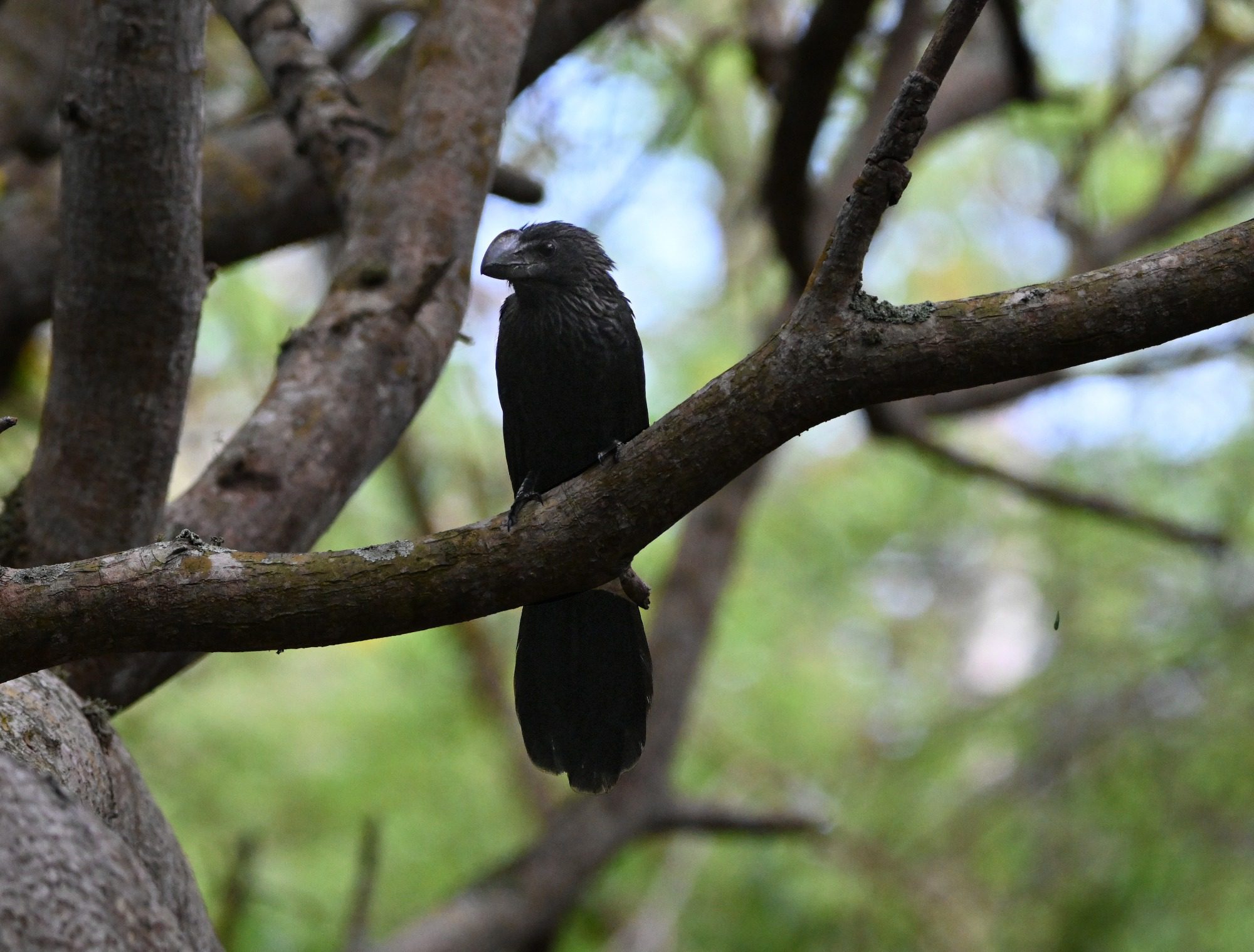 November 2023 /; The Galápagos Islands,- Smooth Billed Ani