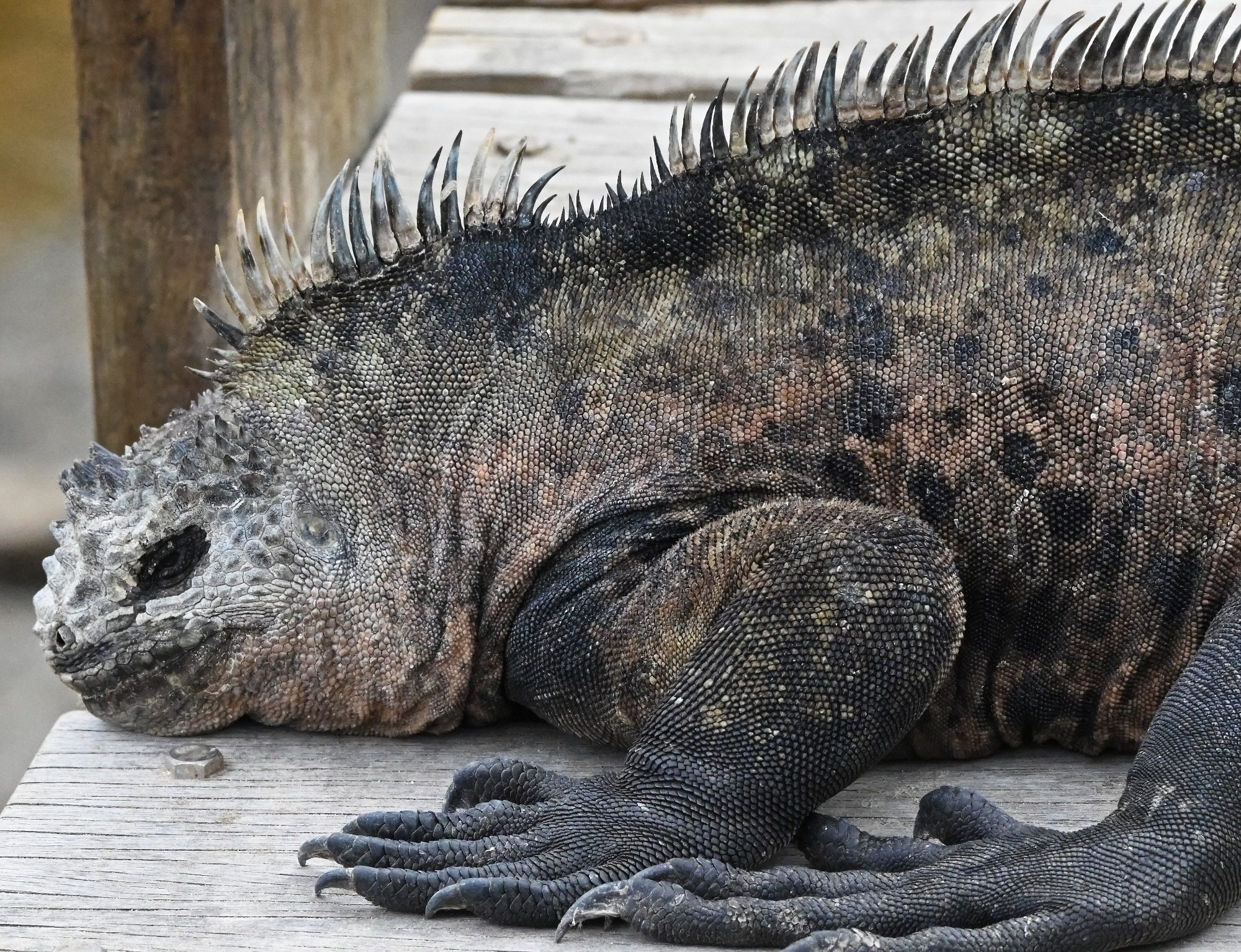 Nov 23, Galapagos Islands :Marine Iguana