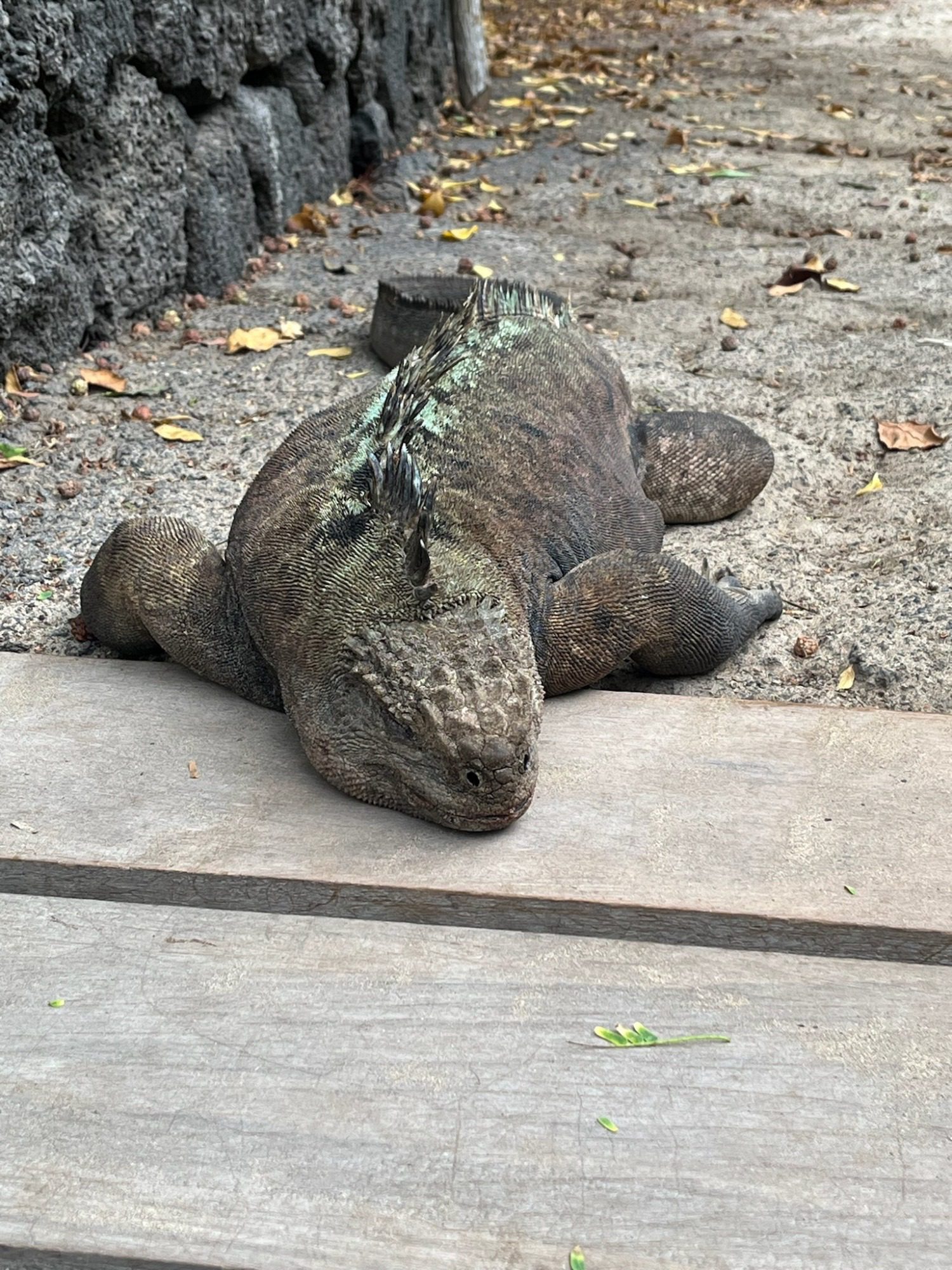 Nov 23, Galapagos Islands :Marine Iguana