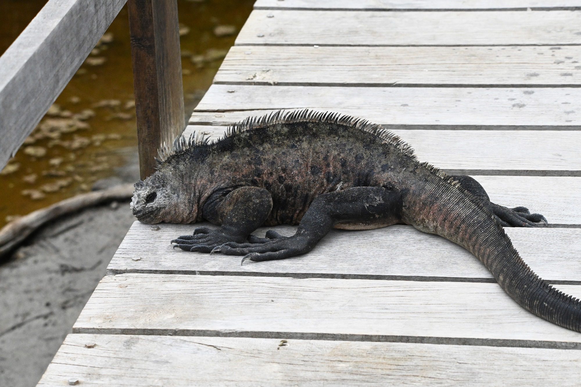 Nov 23, Galapagos Islands :Marine Iguana