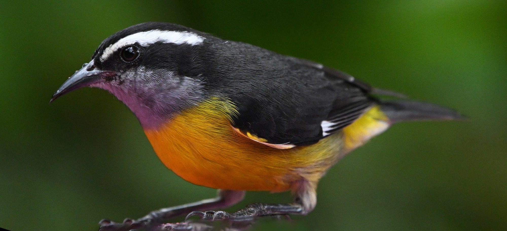 Mindo cloud Forest, Ecuador, November 2024 : Banaquit