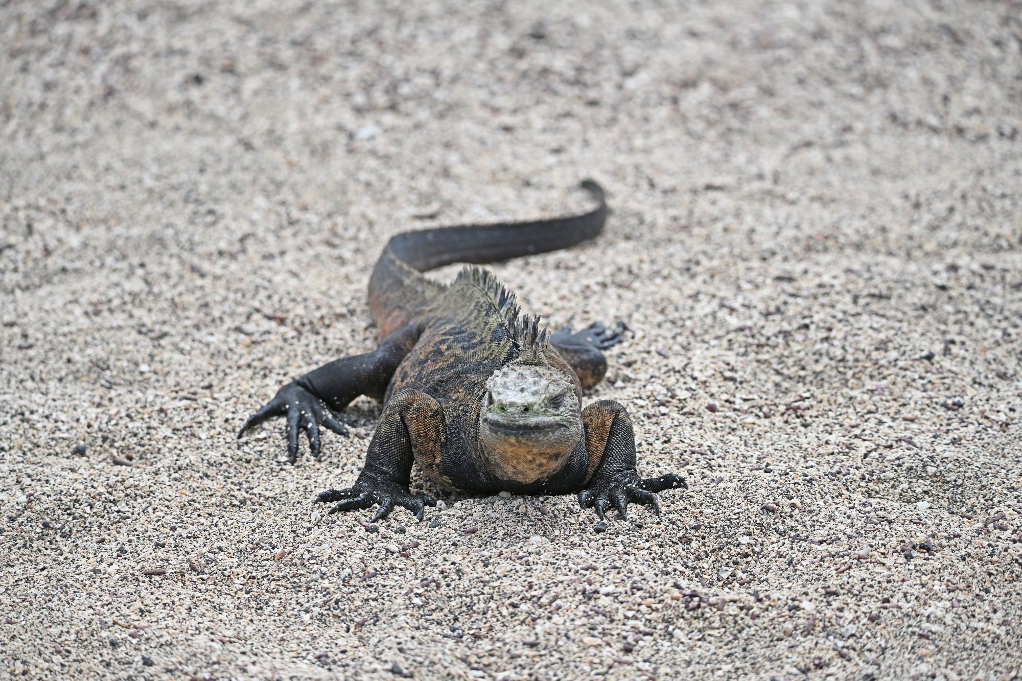 Nov 23, Galapagos Islands :Marine Iguana