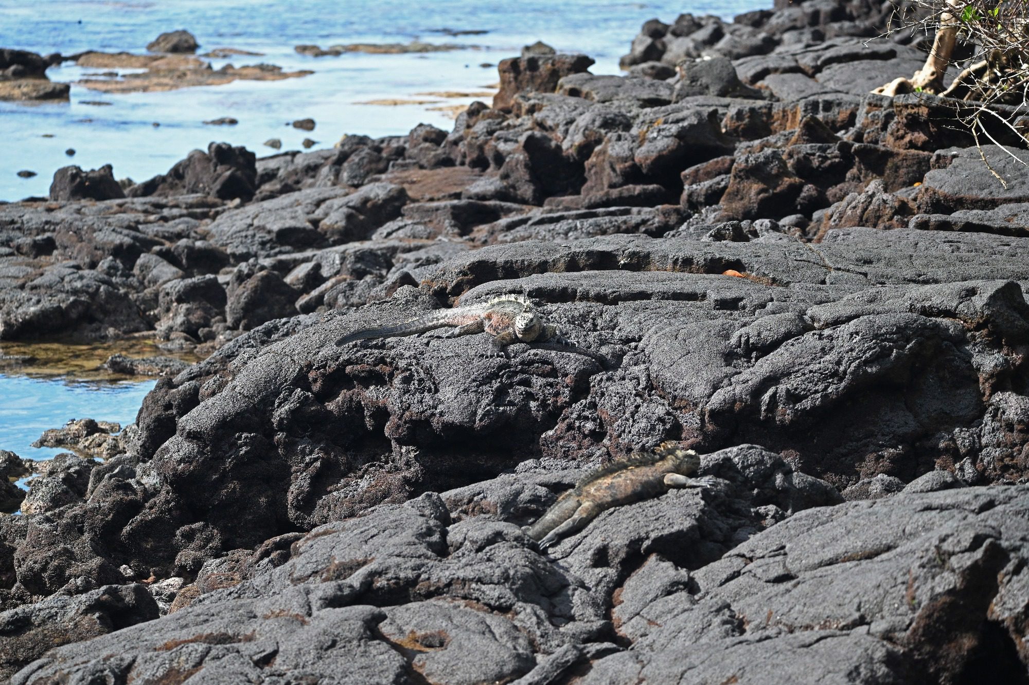 Nov 23, Galapagos Islands :Marine Iguana