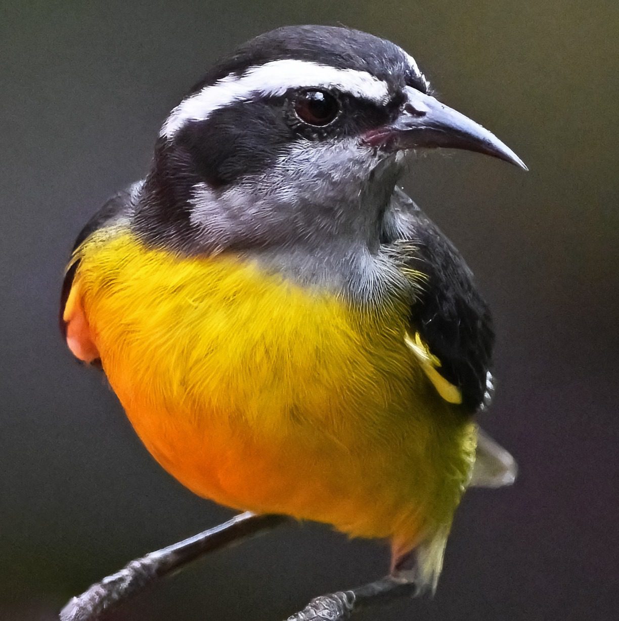 Mindo cloud Forest, Ecuador, November 2024 : Banaquit