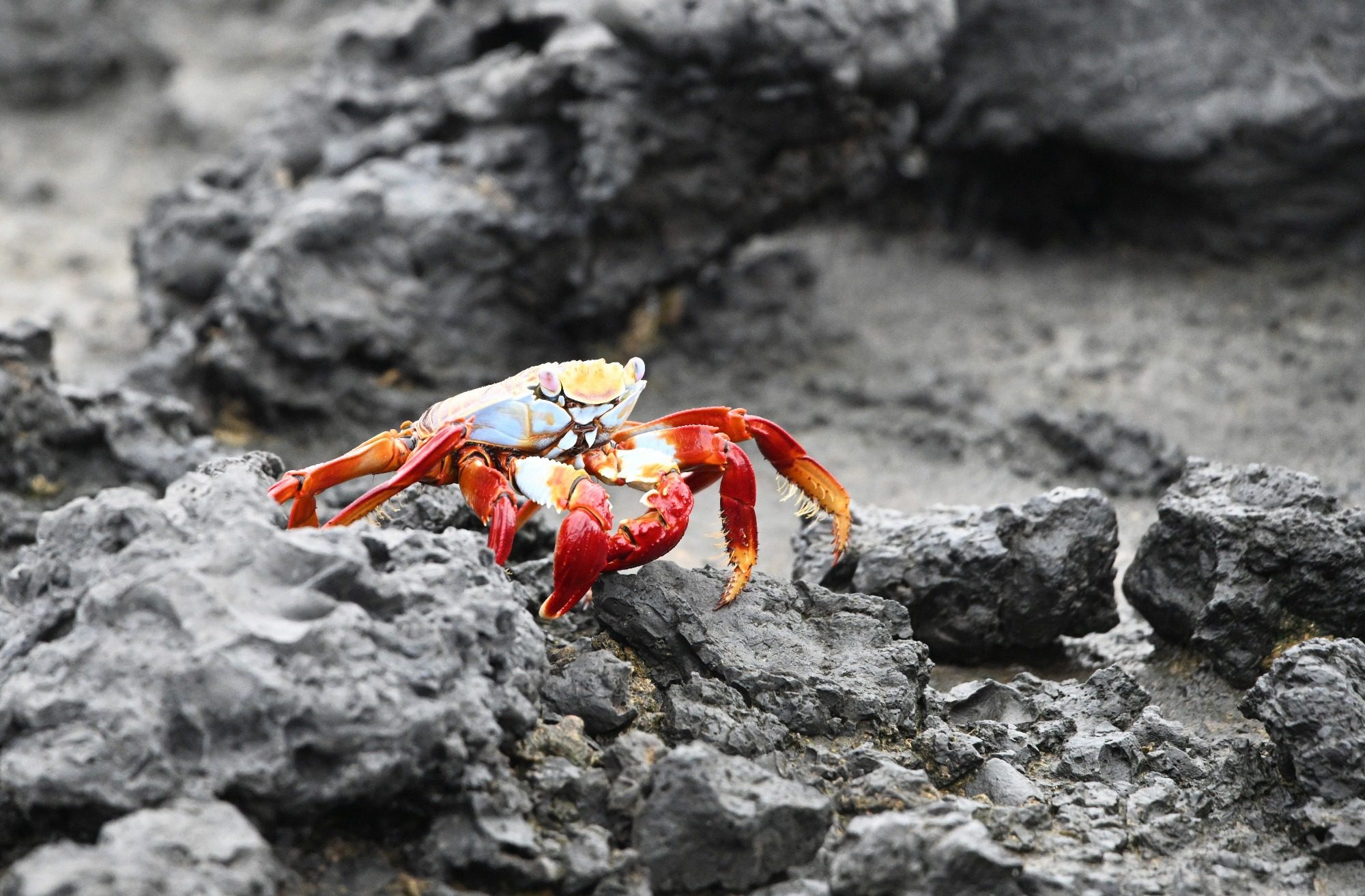 Nov 23, Galapagos Islands :Sally Lightfoot Crab
