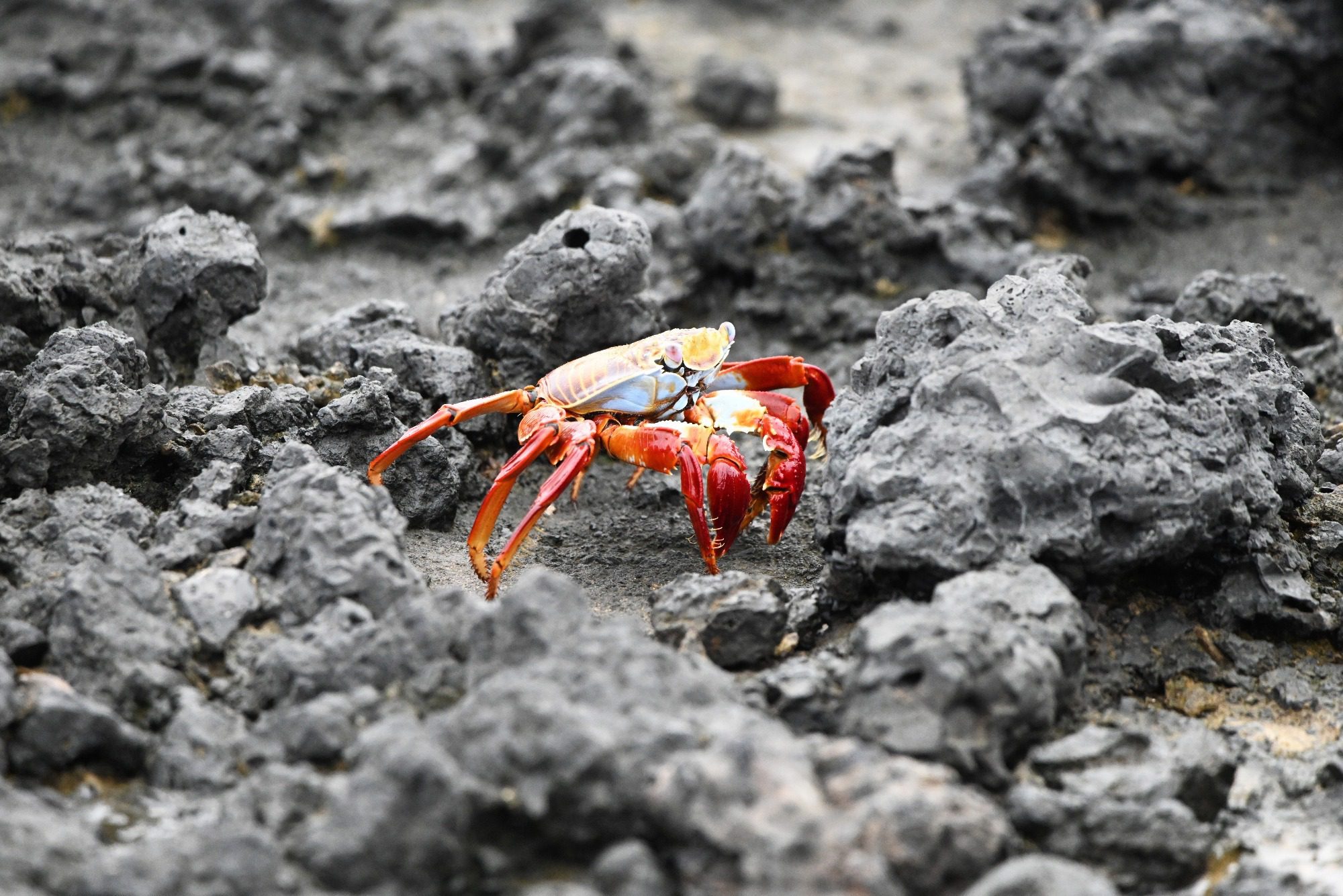 Nov 23, Galapagos Islands :Sally Lightfoot Crab