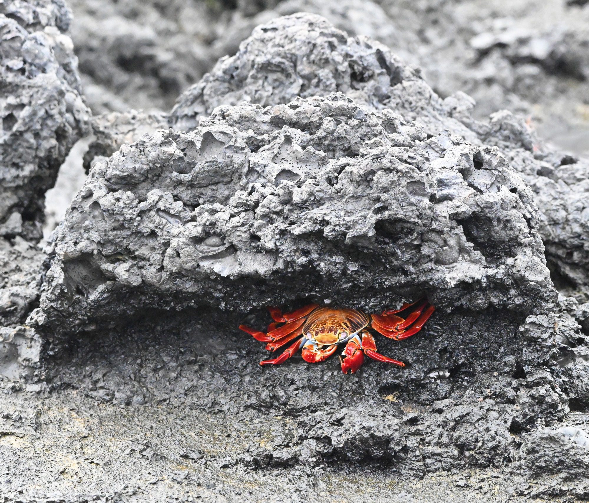 Nov 23, Galapagos Islands :Sally Lightfoot Crab
