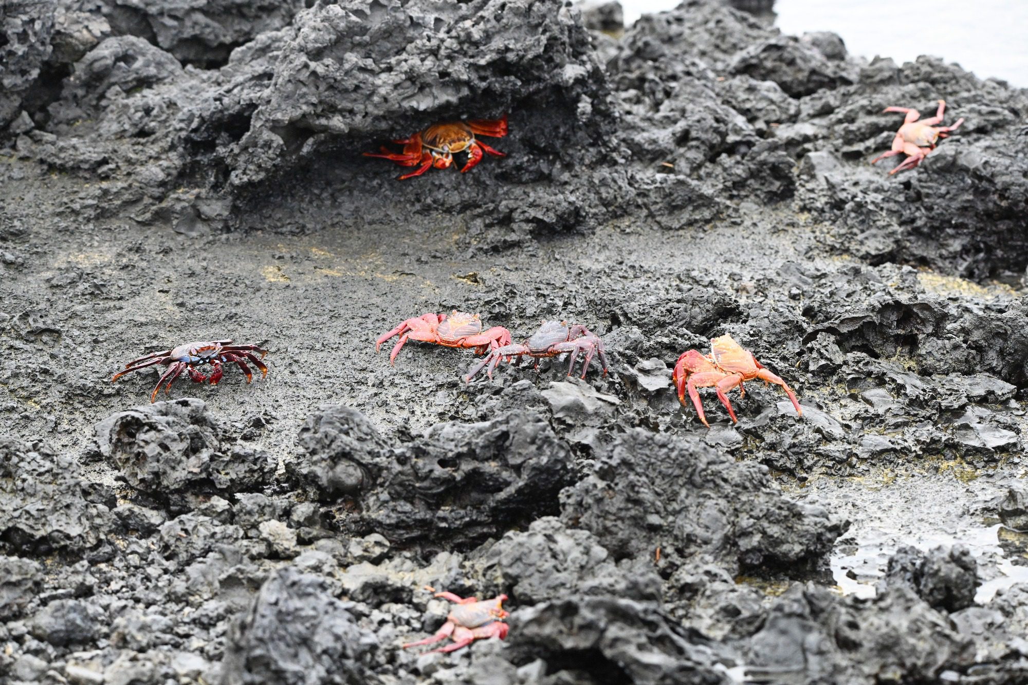 Nov 23, Galapagos Islands :Sally Lightfoot Crab