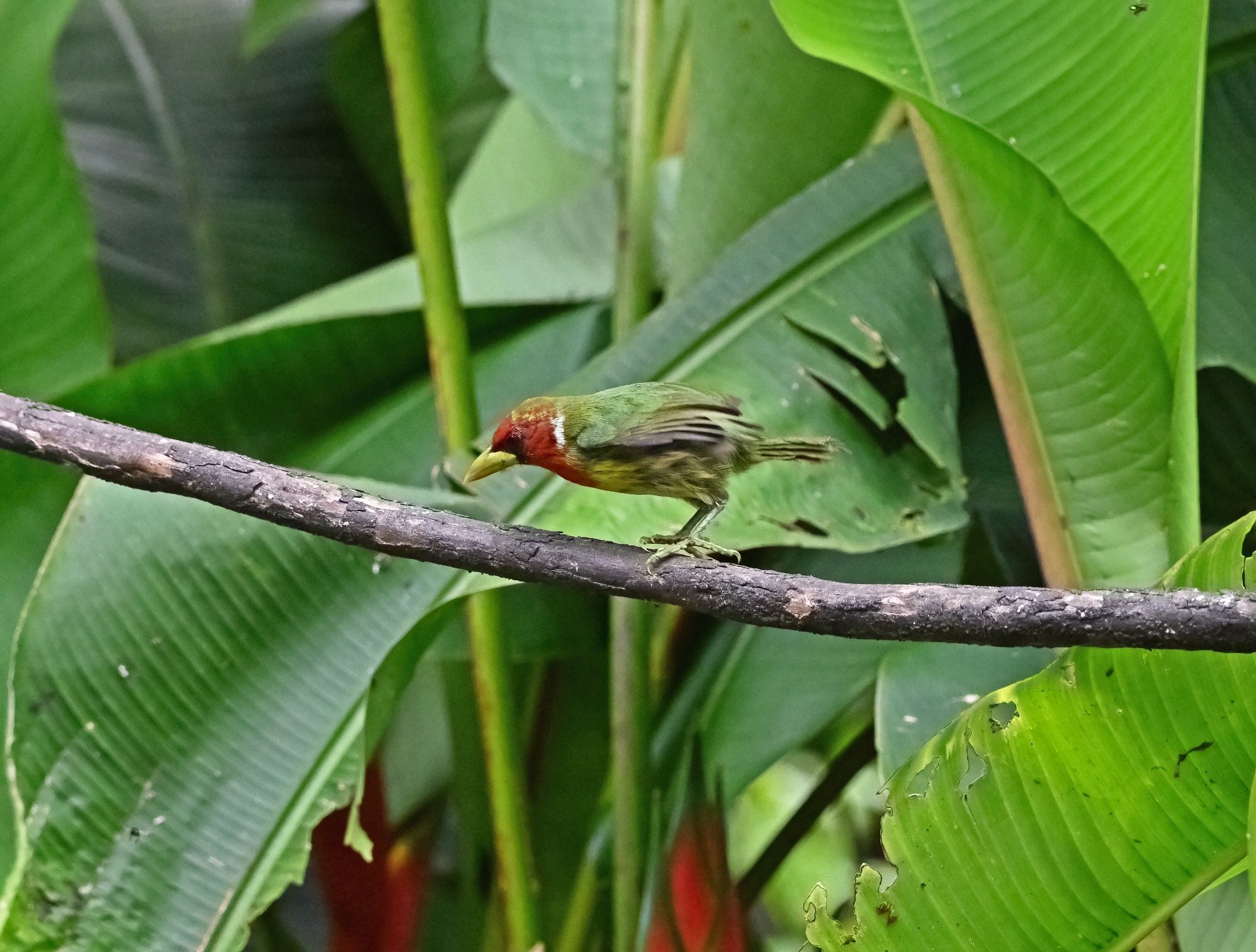 Mindo cloud Forest, Ecuador, November 2024 :Red Headed Barbet
