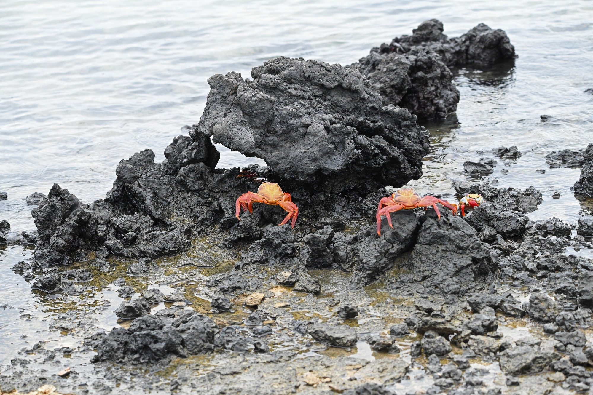 Nov 23, Galapagos Islands :Sally Lightfoot Crab