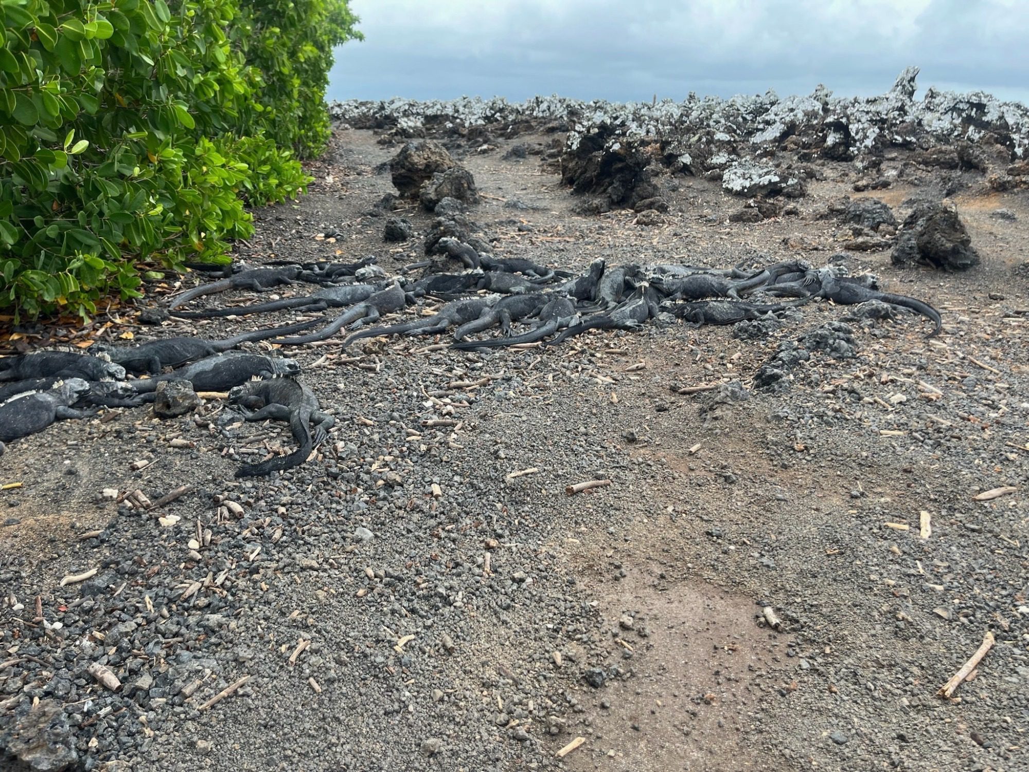 Nov 23, Galapagos Islands :Marine Iguana