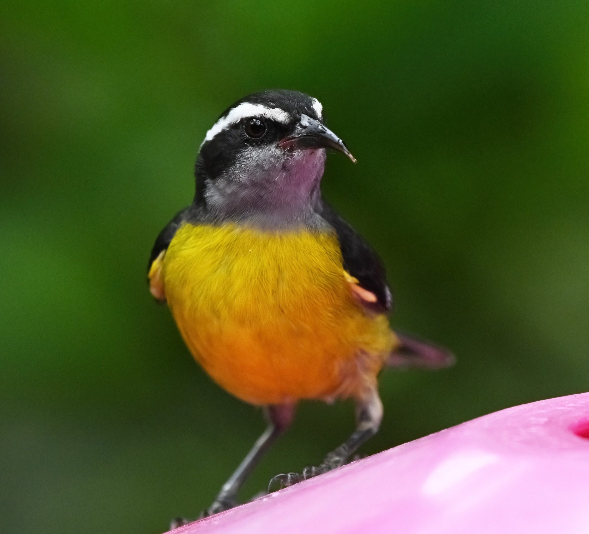 Mindo cloud Forest, Ecuador, November 2024 : Banaquit
