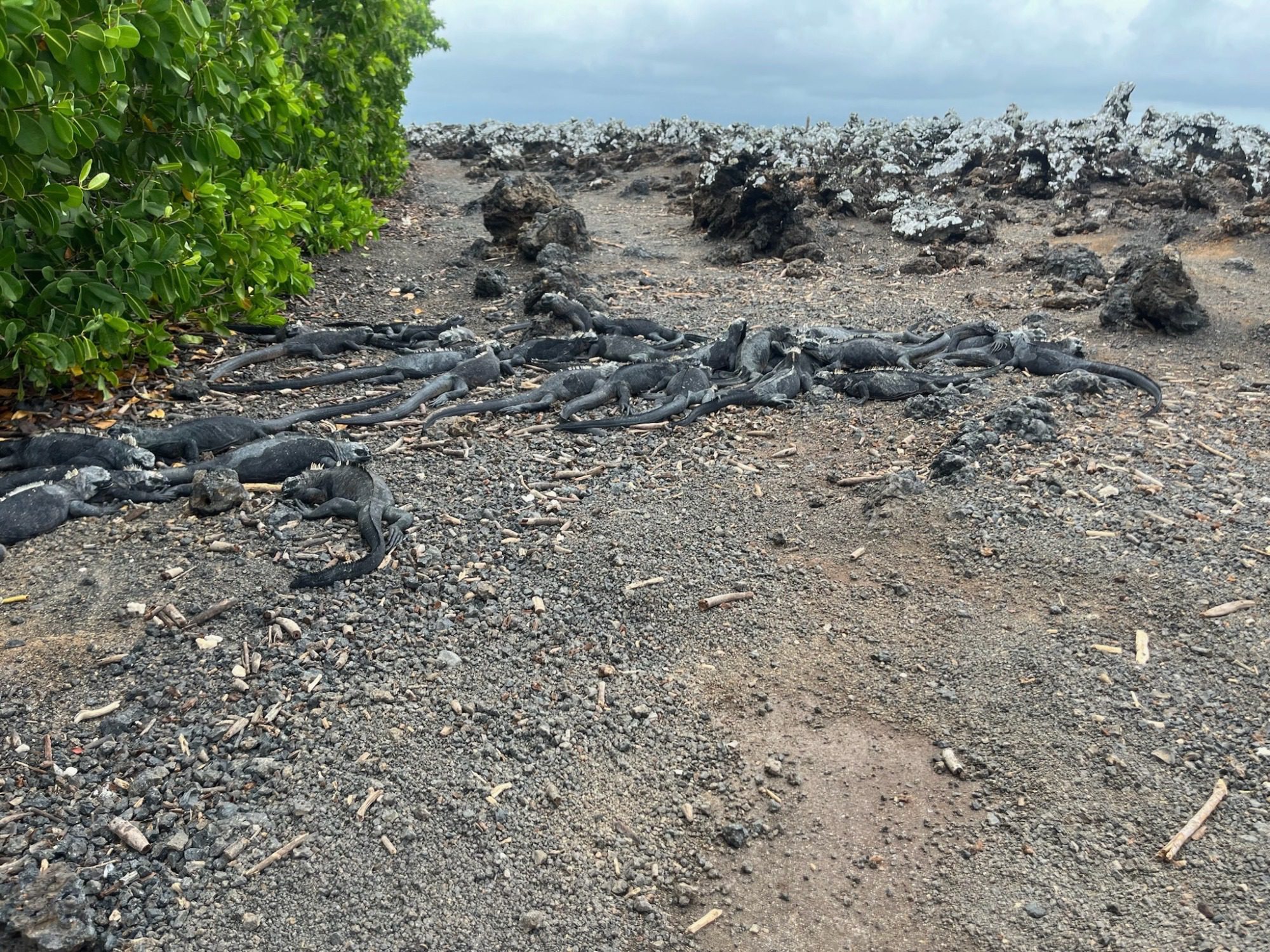 Nov 23, Galapagos Islands :Marine Iguana
