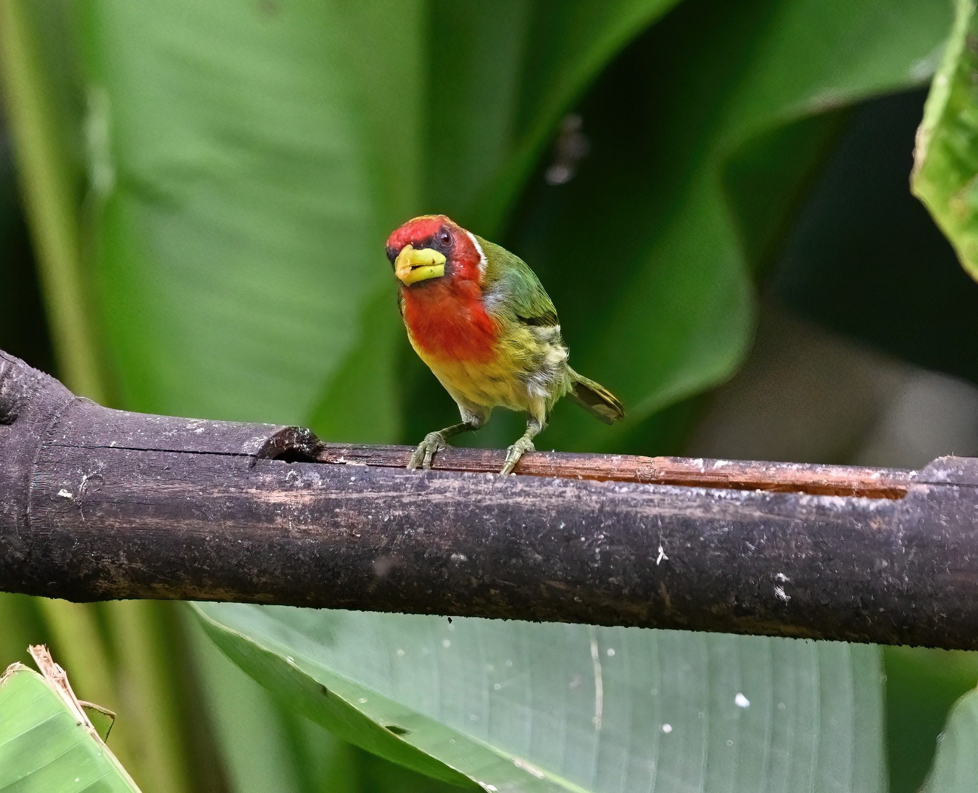 Mindo cloud Forest, Ecuador, November 2024 :Red Headed Barbet