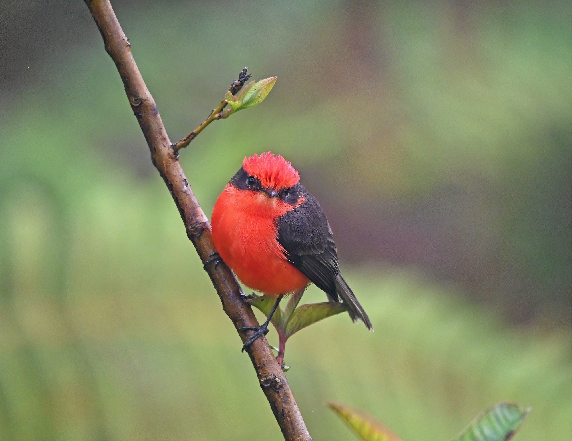 Nov 23, Galapagos Islands : Vermillion Flycatcher,