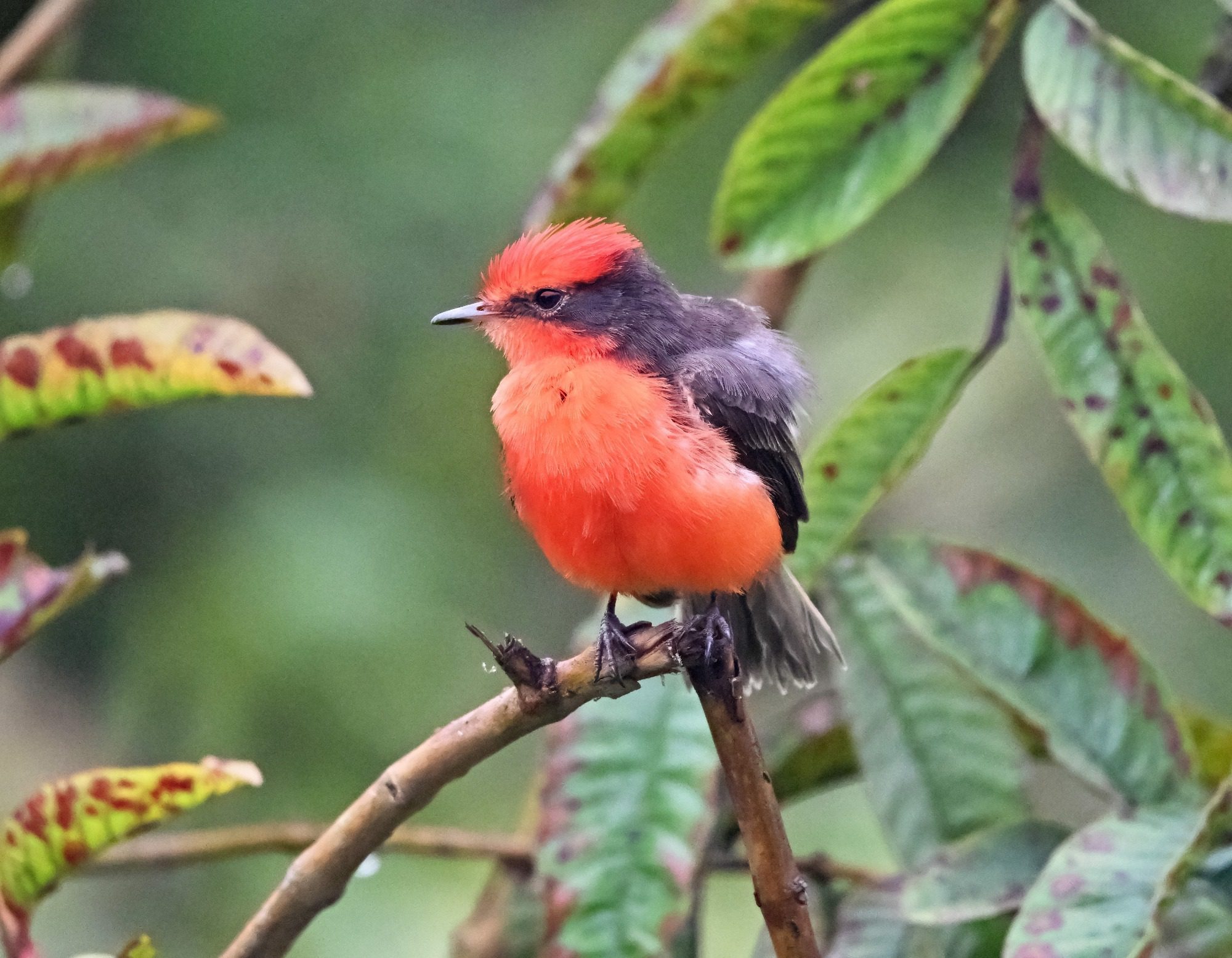 Nov 23, Galapagos Islands : Vermillion Flycatcher,